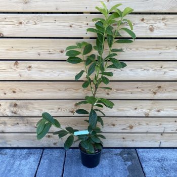 Prunus laurocerasus, Vavrínovec lekársky ´NOVITA´, kont. C3L, výška: 70-100 cm (-21°C)